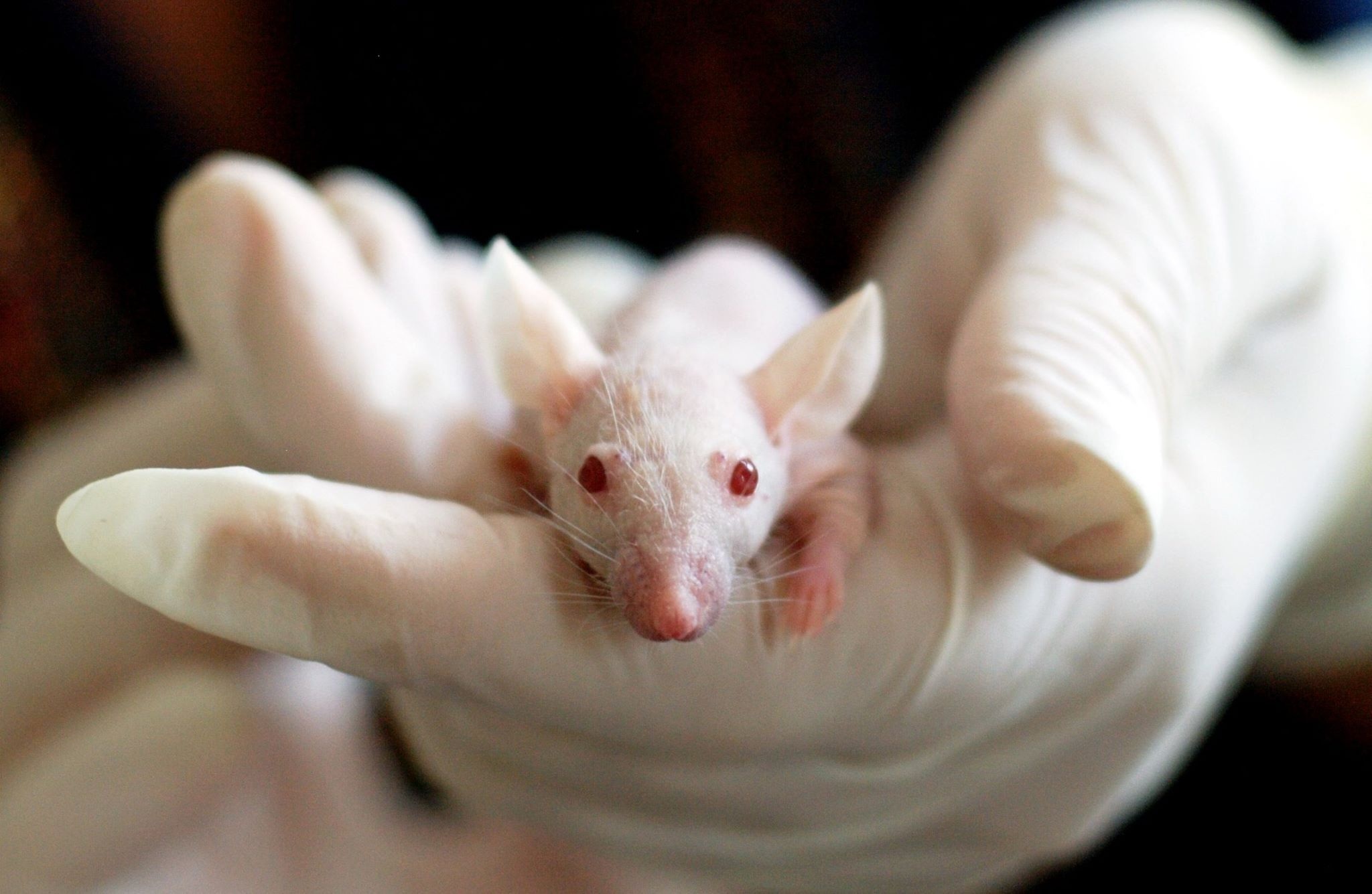 gloved hands holding a research mouse