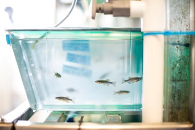 zebrafish in research tank